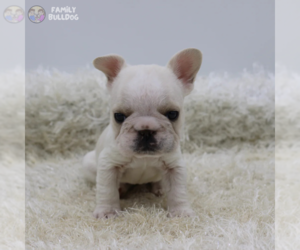 French Bulldog Puppy for sale in NEW YORK, NY, USA