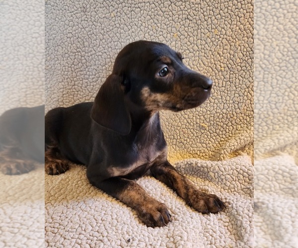 Full screen Photo #17 Catahoula Leopard Dog Puppy For Sale in CUMBY, TX, USA