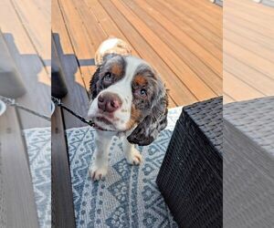 Cocker Spaniel Dogs for adoption in Landenberg, PA, USA
