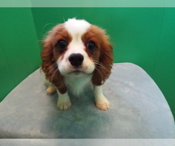 Medium Photo #2 Cavalier King Charles Spaniel Puppy For Sale in PATERSON, NJ, USA