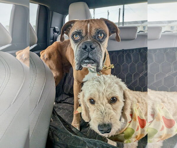 Medium Photo #4 Boxer Puppy For Sale in Dumont, NJ, USA