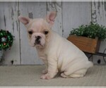 Small Photo #4 French Bulldog Puppy For Sale in FREDERICKSBG, OH, USA