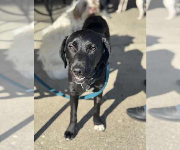 Medium Photo #7 Labrador Retriever-Unknown Mix Puppy For Sale in Mundelein, IL, USA