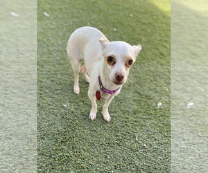 Chihuahua-Unknown Mix Dogs for adoption in Tempe , AZ, USA