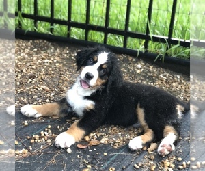 Bernese Mountain Dog Puppy for sale in FLEMING ISLAND, FL, USA