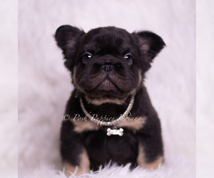 Medium French Bulldog