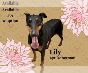 Doberman Pinscher Dogs for adoption in San Diego, CA, USA