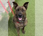 Small #1 German Shepherd Dog Mix