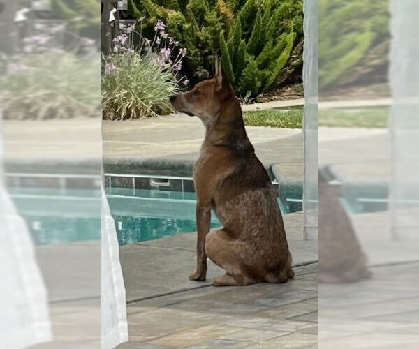 Medium Photo #2 Mutt Puppy For Sale in Petaluma, CA, USA