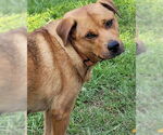 Small Labrador Retriever Mix