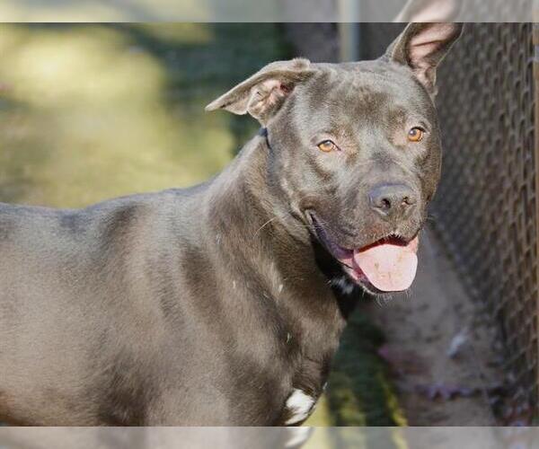 Medium Photo #2 American Staffordshire Terrier-Unknown Mix Puppy For Sale in Tallahassee, FL, USA