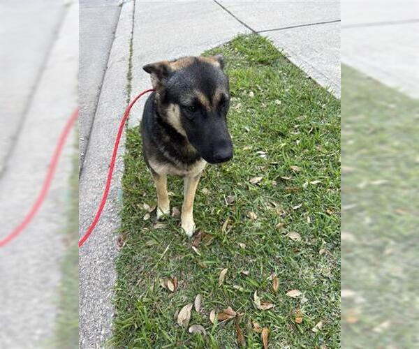 Medium Photo #1 German Shepherd Dog-Unknown Mix Puppy For Sale in Houston, TX, USA