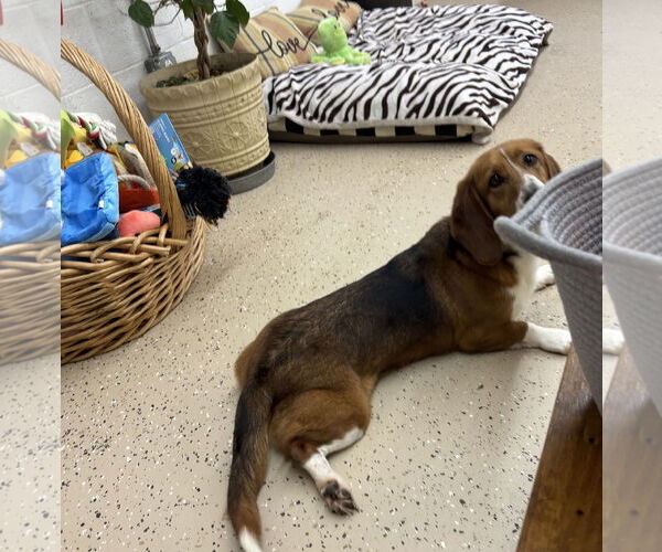 Medium Photo #3 Basset Retriever Puppy For Sale in York, SC, USA