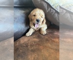Small #30 Golden Retriever
