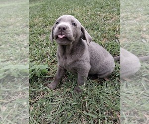 Medium Labrador Retriever
