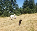 Small Photo #19 Goldendoodle Puppy For Sale in OLYMPIA, WA, USA
