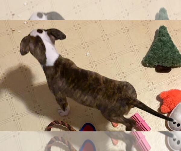 Medium Photo #6 American Pit Bull Terrier-Unknown Mix Puppy For Sale in Rootstown, OH, USA