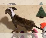 Small #5 American Pit Bull Terrier Mix