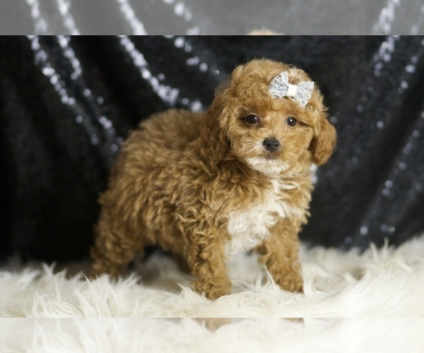Medium Photo #5 Poodle (Toy) Puppy For Sale in WARSAW, IN, USA