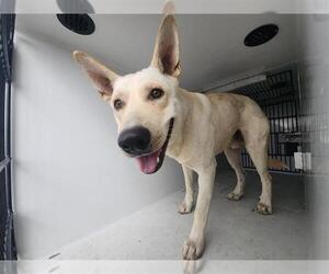 German Shepherd Dog-Unknown Mix Dogs for adoption in Houston, TX, USA