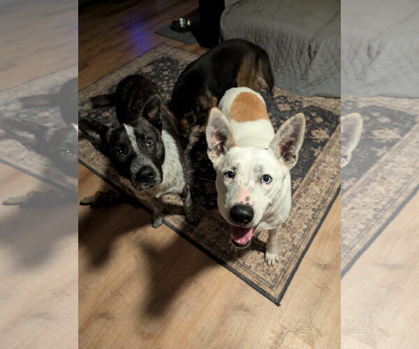 Medium Photo #4 German Shepherd Dog-Unknown Mix Puppy For Sale in Green Forest, AR, USA