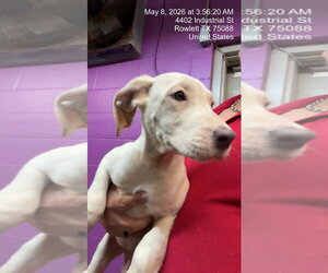 Argentinian Mastiff-Border Collie Mix Dogs for adoption in Rowlett, TX, USA