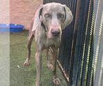 Small #2 Weimaraner Mix