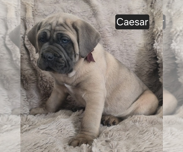 Medium Photo #5 Cane Corso Puppy For Sale in MINERAL WELLS, WV, USA