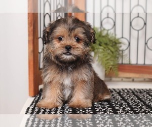 Mal-Shi Puppy for sale in NAPLES, FL, USA