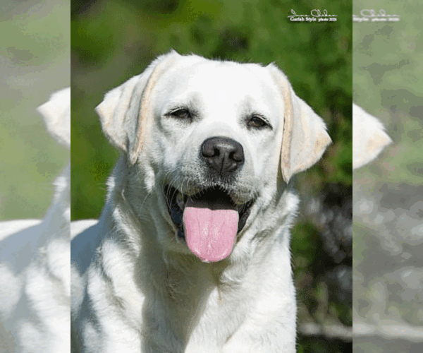 Medium Photo #1 Labrador Retriever Puppy For Sale in Odessa, Odessa, Ukraine