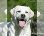 Small Photo #1 Labrador Retriever Puppy For Sale in Odessa, Odessa, Ukraine