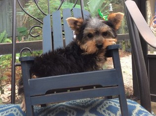 Yorkshire Terrier Puppy for sale in PENSACOLA, FL, USA