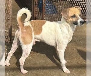 Jack Russell Terrier Dogs for adoption in Claremore, OK, USA