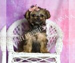 Small #2 Yorkipoo