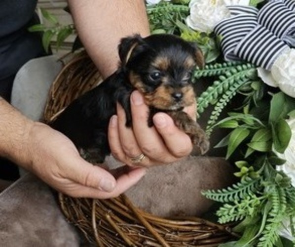 Medium Photo #3 Yorkshire Terrier Puppy For Sale in SALEM, OR, USA
