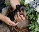 Small #2 Yorkshire Terrier
