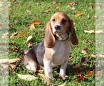 Small Photo #4 Beagle Puppy For Sale in RICHLAND, PA, USA