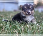 Puppy Boy 1 Pembroke Welsh Corgi