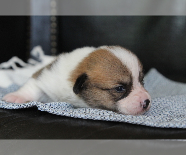 Medium Photo #13 Pembroke Welsh Corgi Puppy For Sale in FAIR GROVE, MO, USA