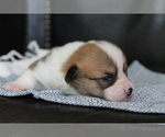 Small #12 Pembroke Welsh Corgi