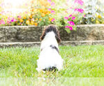 Small Photo #12 Springerdoodle Puppy For Sale in NAPPANEE, IN, USA