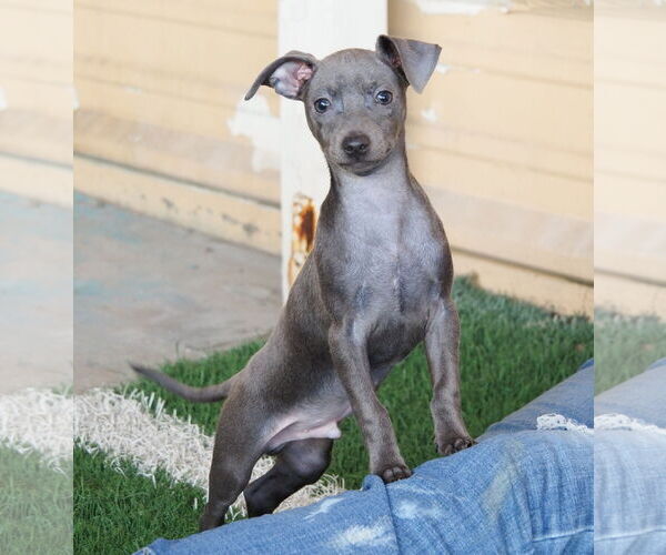 Medium Photo #2 Boxer-Unknown Mix Puppy For Sale in phoenix, AZ, USA
