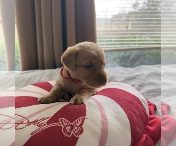 Medium Photo #2 Labrador Retriever Puppy For Sale in ELIZABETH, WV, USA