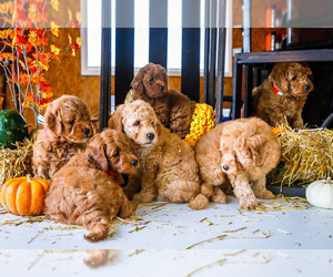 Goldendoodle-Poodle (Miniature) Mix Puppy for Sale in WAKARUSA, Indiana USA