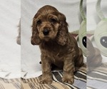 Small #2 English Cocker Spaniel