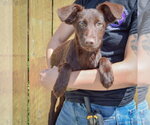 Small #2 Mutt