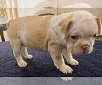 Small #5 French Bulldog