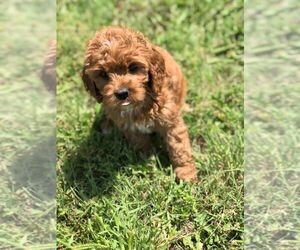 Cavapoo Puppy for sale in BORDEAUX, WY, USA