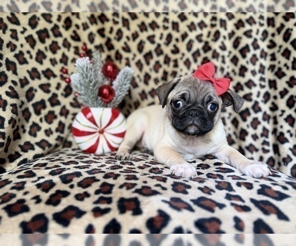 Medium Photo #6 Pug Puppy For Sale in LAKELAND, FL, USA