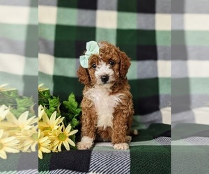 Goldendoodle (Miniature) Puppy for sale in GLEN ROCK, PA, USA